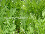 Fern