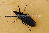 Dilophus fibrilis (Fever Fly)
