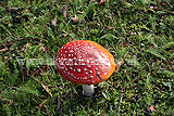 Amanita muscaria (Fly agaric)