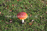 Amanita muscaria (Fly agaric)