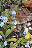 Forget-me-not