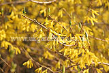 Forsythia x intermedia