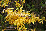 Forsythia x intermedia