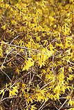 Forsythia x intermedia