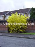 Forsythia x intermedia 'Golden Bells'