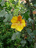 Fremontodendron californicum 'California Glory' (California Flannel Bush)