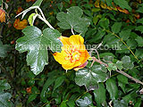 Fremontodendron californicum 'California Glory' (California Flannel Bush)