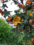 Fremontodendron californicum 'California Glory' (California Flannel Bush)