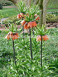 Fritillaria imperialis 'Lutea' (Crown Imperial)