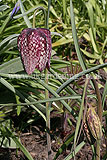 Fritillaria meleagris (Snake's head fritillary)