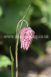 Fritillaria meleagris (Snake's head fritillary)