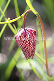 Fritillaria meleagris (Snake's head fritillary)