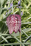 Fritillaria meleagris (Snake's head fritillary)