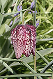 Fritillaria meleagris (Snake's head fritillary)