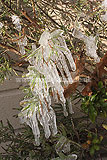 Frozen shrub