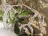 Frozen shrub