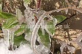 Frozen shrub