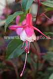 Fuchsia