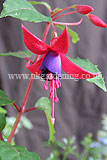 Fuchsia 'Multa'