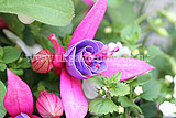 Fuchsia