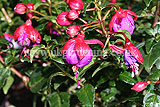 Fuchsia 'Dollar Princess'