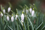 Galanthus 'S. Arnott' AGM (Snowdrop 'S. Arnott') syn. Galanthus nivalis 'S Arnott', Galanthus 'Sam Arnott'