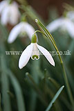 Galanthus 'S. Arnott' AGM (Snowdrop 'S. Arnott') syn. Galanthus nivalis 'S Arnott', Galanthus 'Sam Arnott'