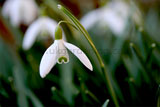 Galanthus 'S. Arnott' AGM (Snowdrop 'S. Arnott') syn. Galanthus nivalis 'S Arnott', Galanthus 'Sam Arnott'