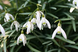 Galanthus 'S. Arnott' AGM (Snowdrop 'S. Arnott') syn. Galanthus nivalis 'S Arnott', Galanthus 'Sam Arnott'