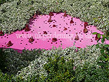 The Katherine of Aragon garden, designed by Graham Burgess, it was awarded a Bronze medal. As part of the Six Wives of Henry VIII show gardens at the 2009 Hampton Court Palace Flower Show.