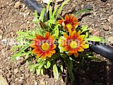 Gazania