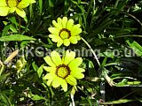 Gazania