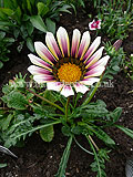 Gazania