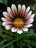 Gazania