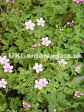 Geranium (Cranesbill)