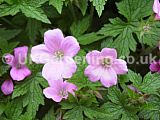 Geranium (Cranesbill)