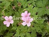 Geranium (Cranesbill)