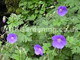 Geranium 'Johnson's Blue' (Cranesbill)