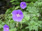 Geranium 'Johnson's Blue' (Cranesbill)