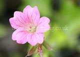 Geranium (Cranesbill)