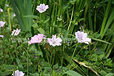 Geranium (Cranesbill)