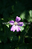 Geranium (Cranesbill)