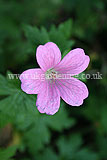 Geranium (Cranesbill)