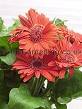 Gerbera (African daisy)