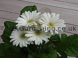 Gerbera (African daisy)