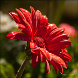 Gerbera