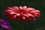 Gerbera