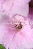 Gladiolus communis (Gladioli)