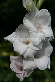 Gladiolus communis (Gladioli)