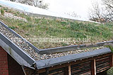 Grass roof